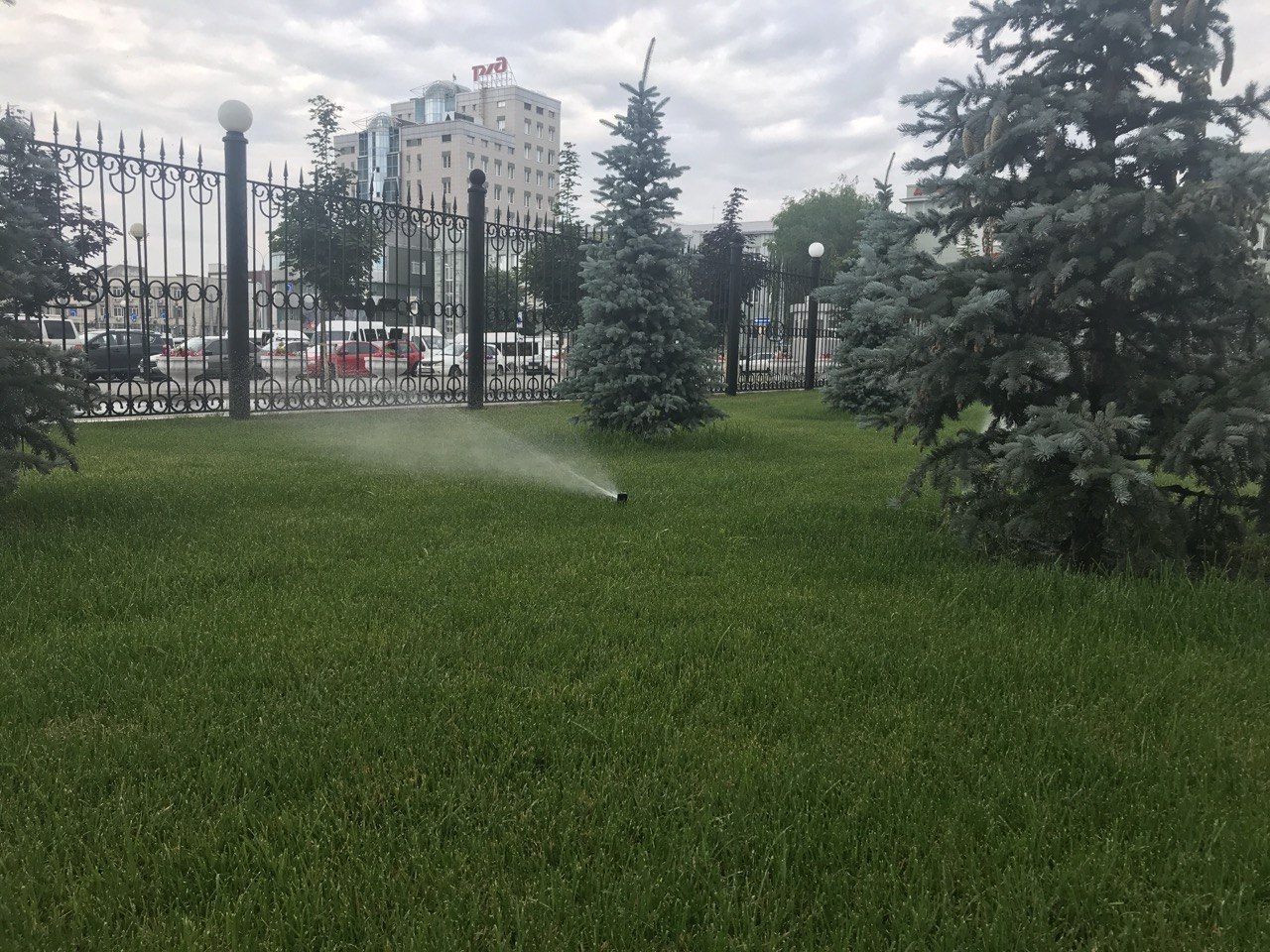 Голубые ели и газон