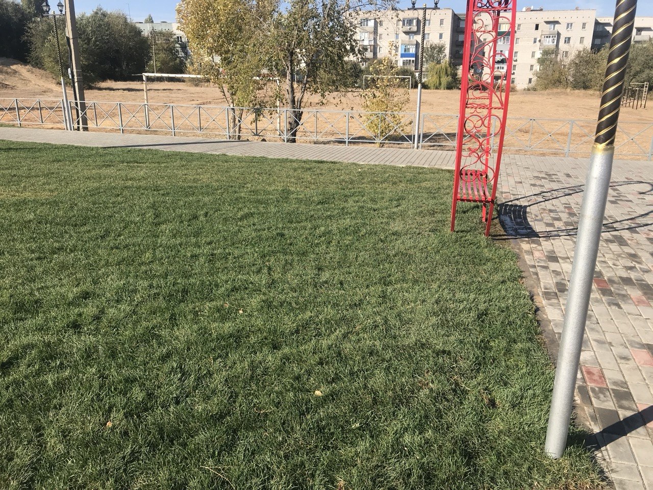 Сквер с молодыми деревьями